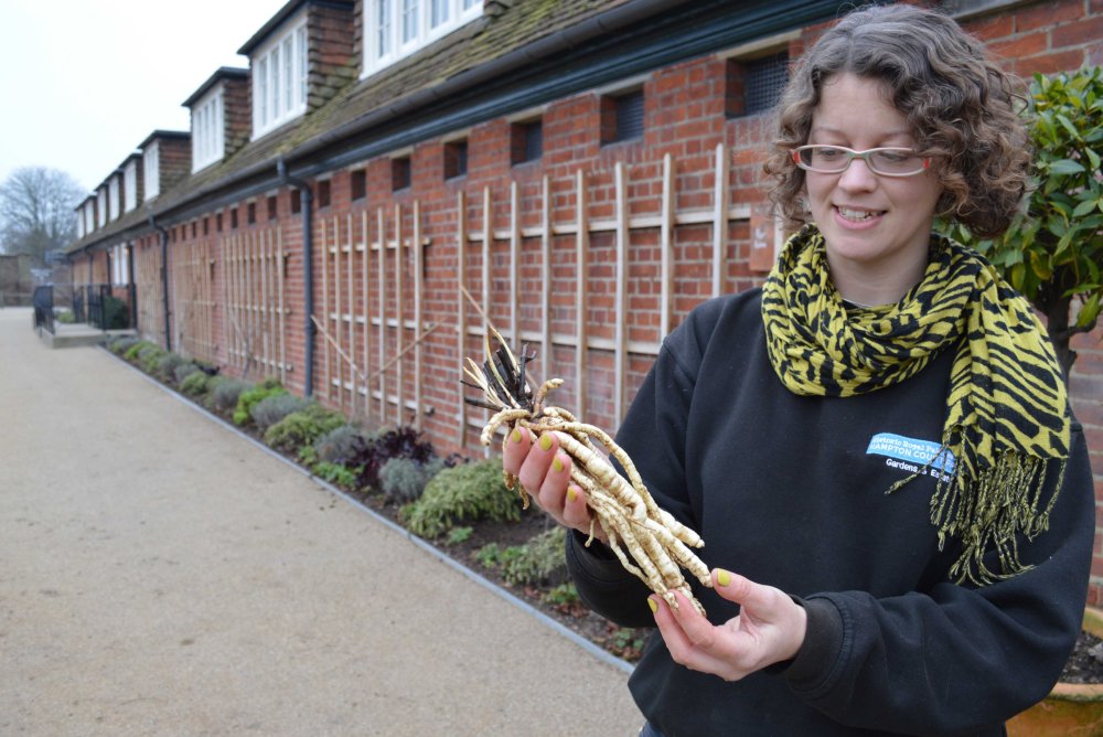 Hampron Court Kitchen Gardner Vicki Cooke with skirret 4 PHOTO Sandra Lawrence LOW