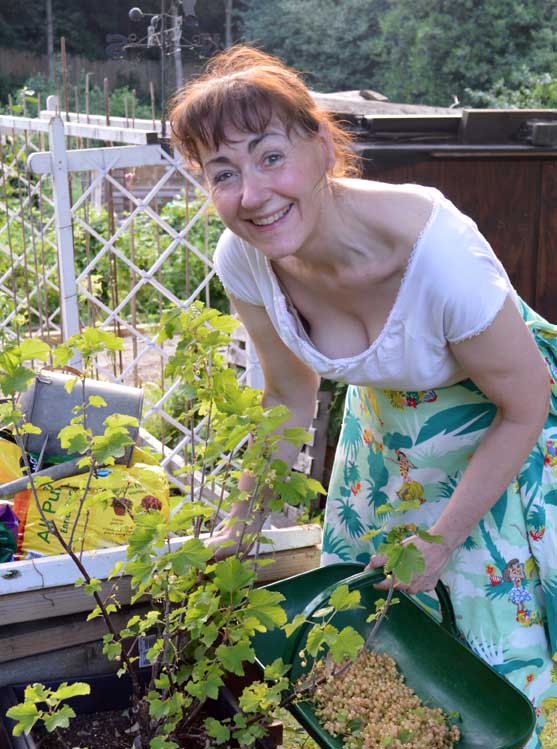 harvesting whitecurrants