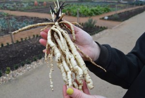 Skirret 3 PHOTO Sandra Lawrence