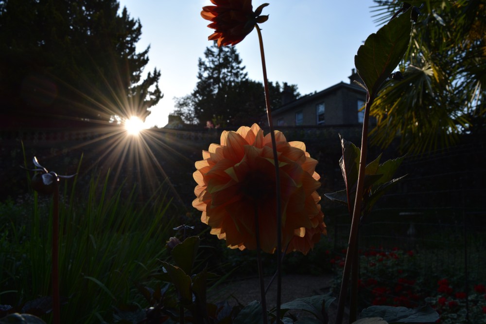 Plantation Garden 17