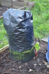 Rhubarb 1
