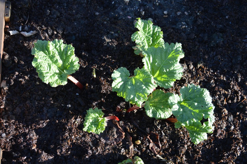 Rhubarb 2