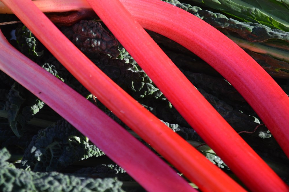 Rhubarb 6