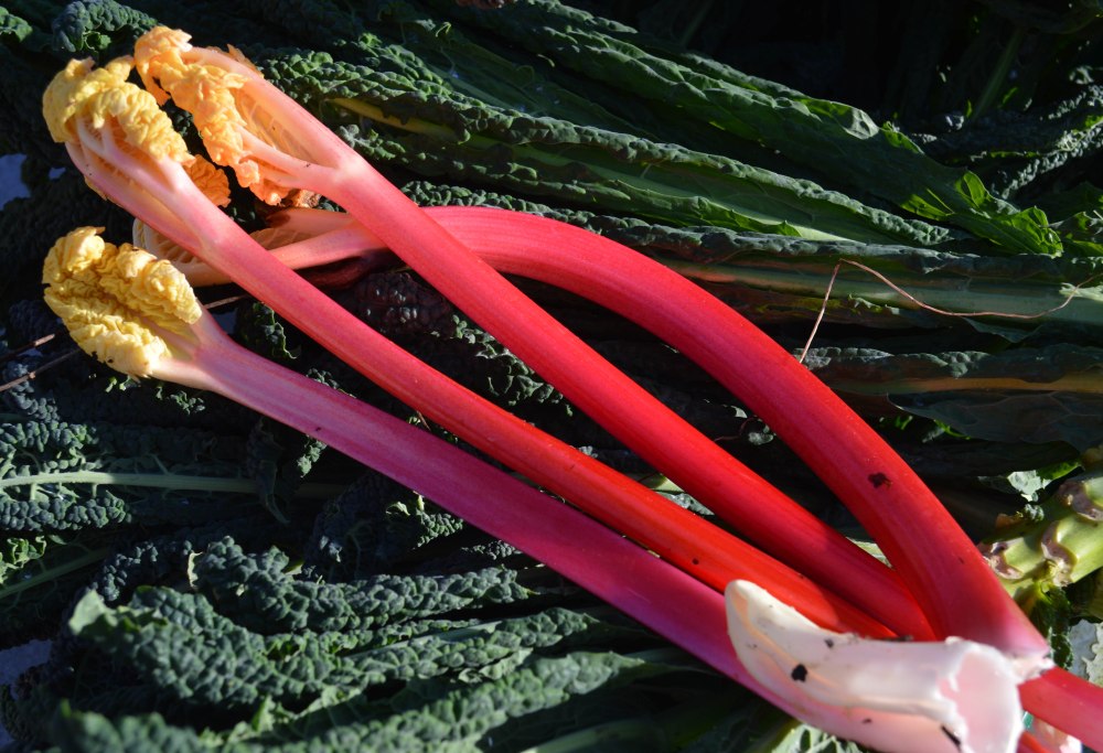 Rhubarb 7