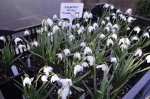 Snowdrops 2