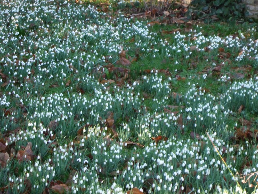 Snowdrops warley 1