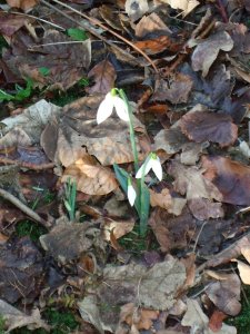 Snowdrops warley 3