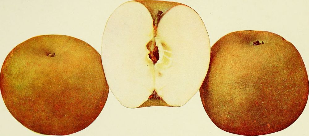 The_apples_of_New_York_(1905)_(19558035238)