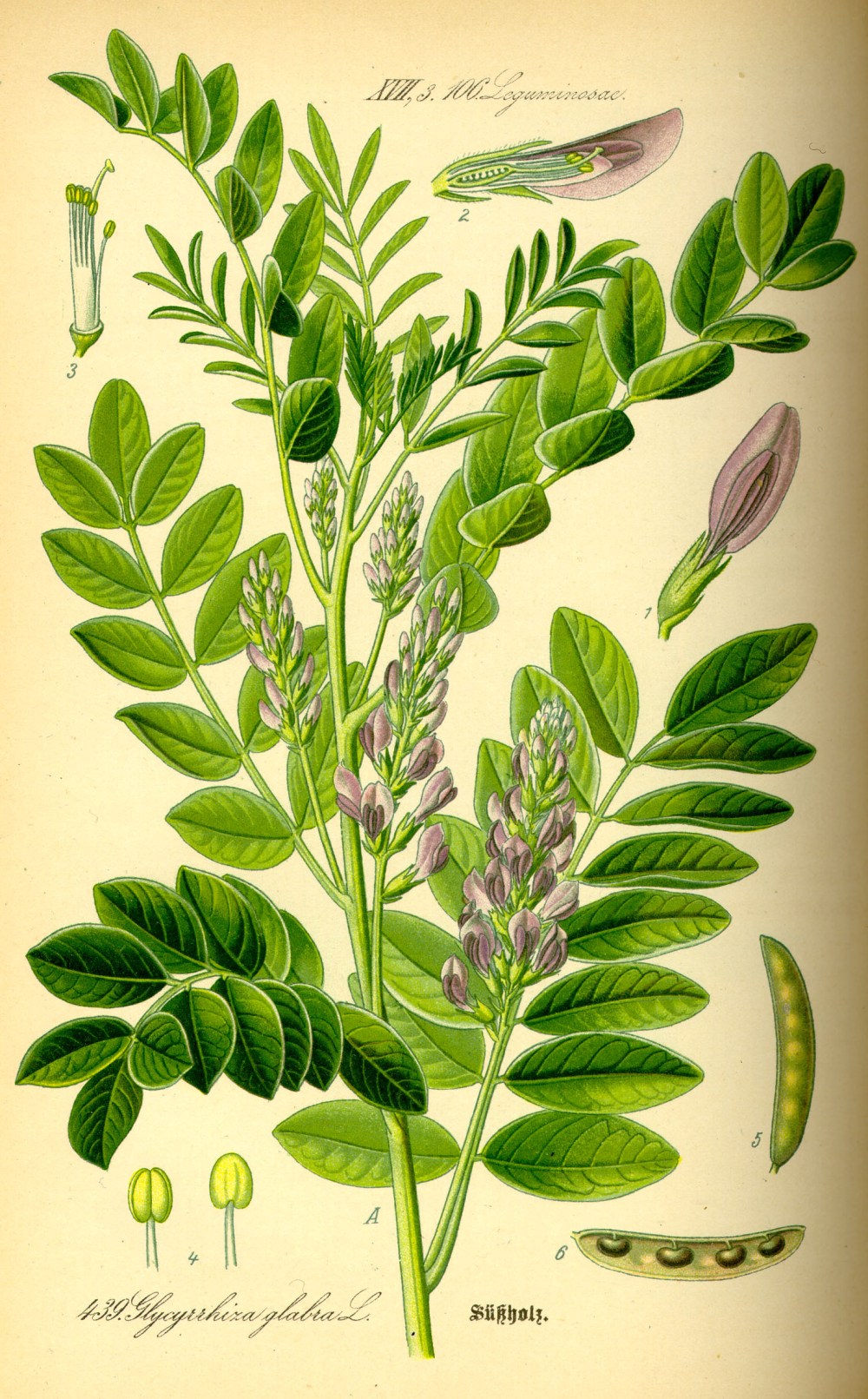 Illustration_Glycyrrhiza_glabra0
