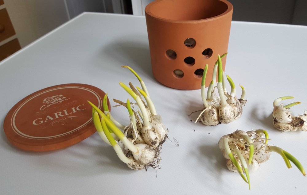 bolted garlic