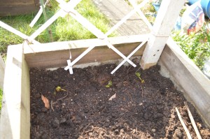 Climbing strawberries 27th March 2016