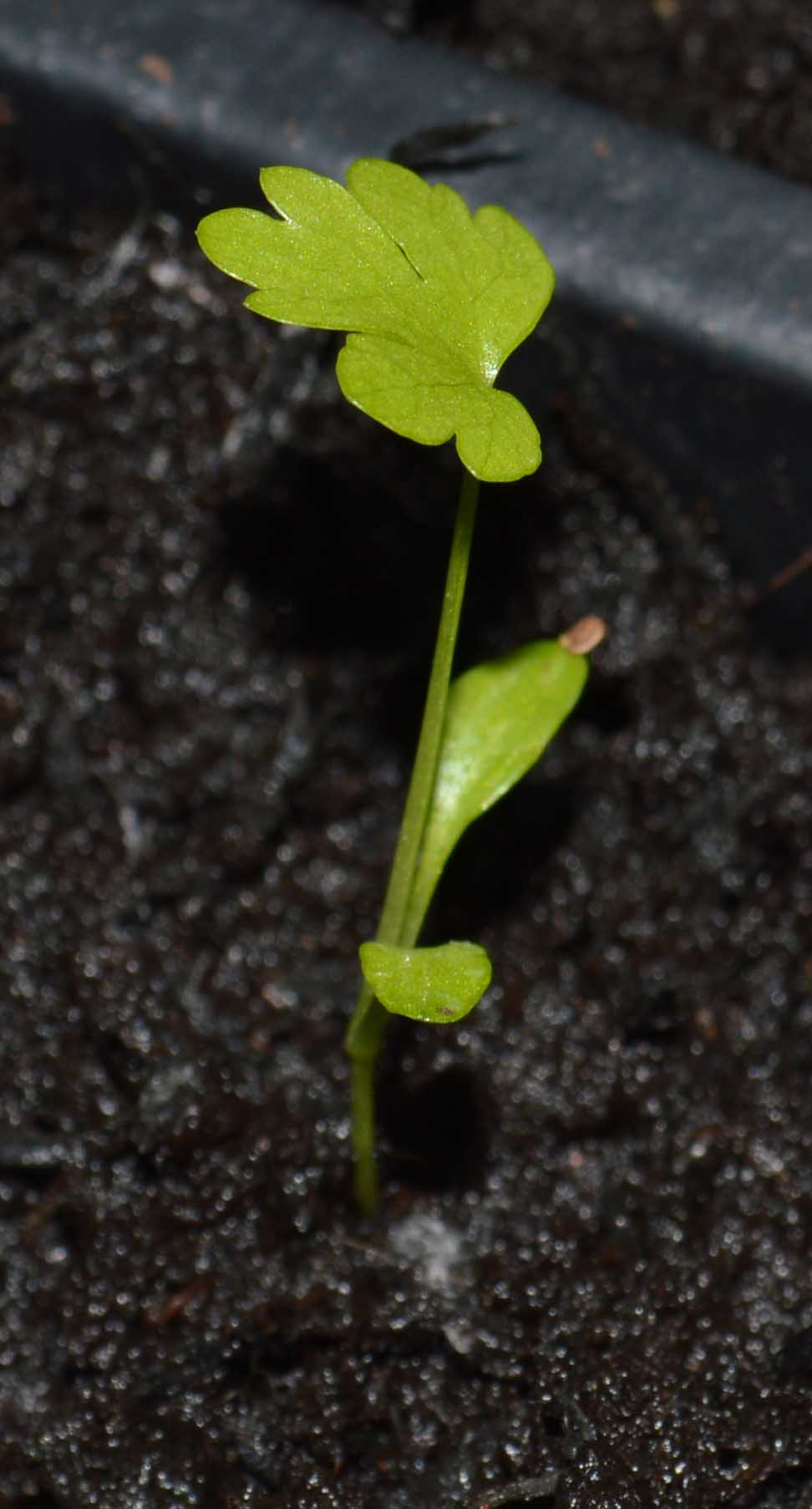 individual seedling