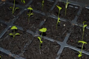 seedlings