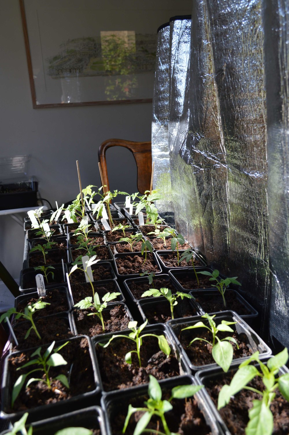 silver backing portrait