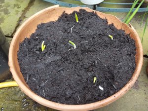sown garlic
