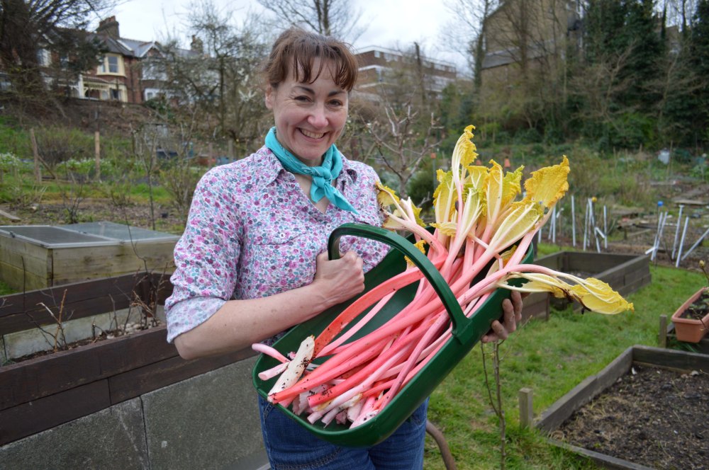 trug of rhubarb