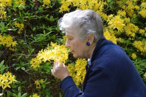 low Stourhead- Judith smells the rhodedendrums_Sandra Lawrence