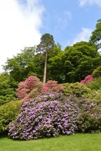 low Stourhead rhodedendrum season 1_Sandra Lawrence