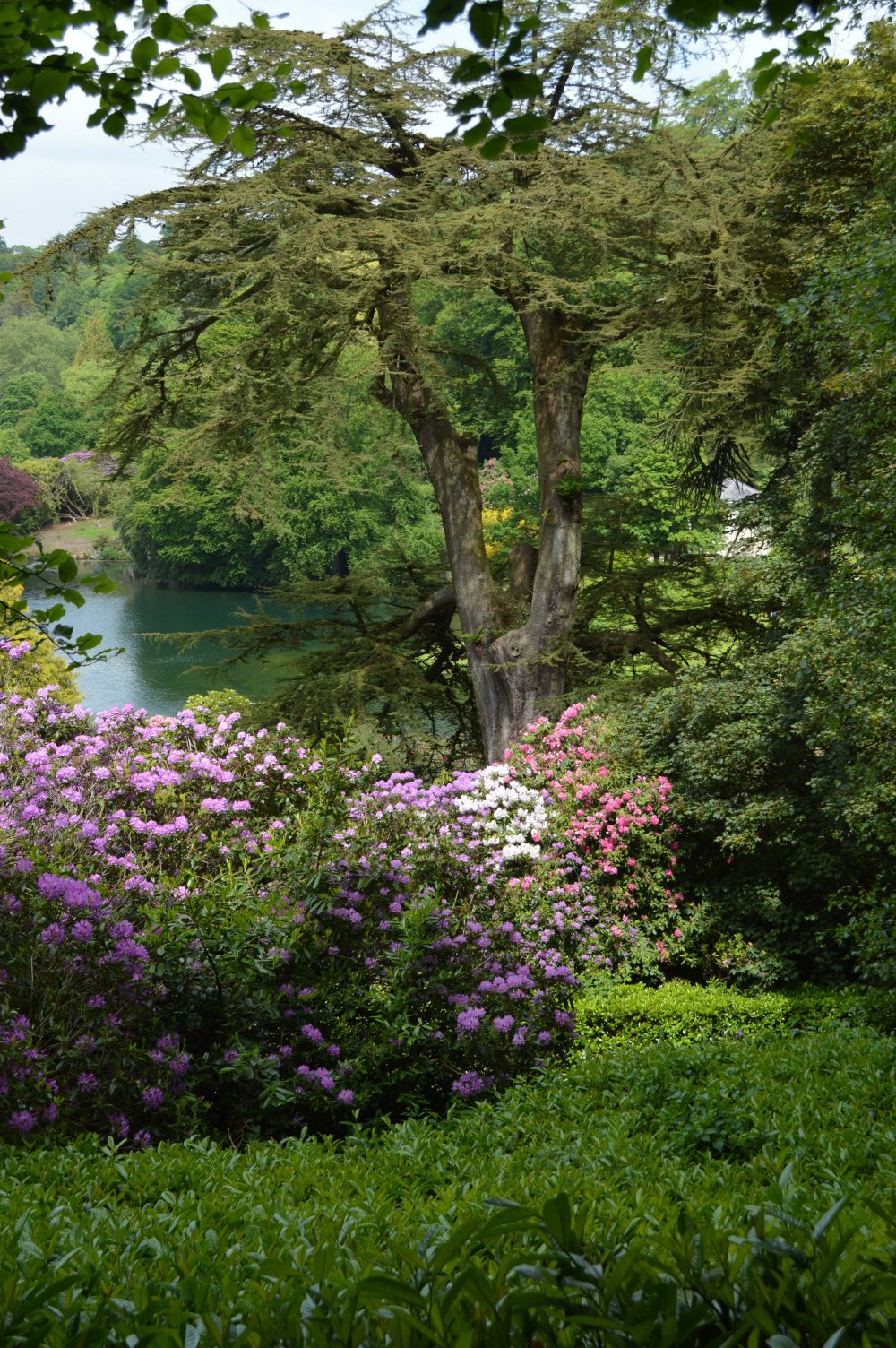 low Stourhead Rhodedendrum season_Sandra Lawrence
