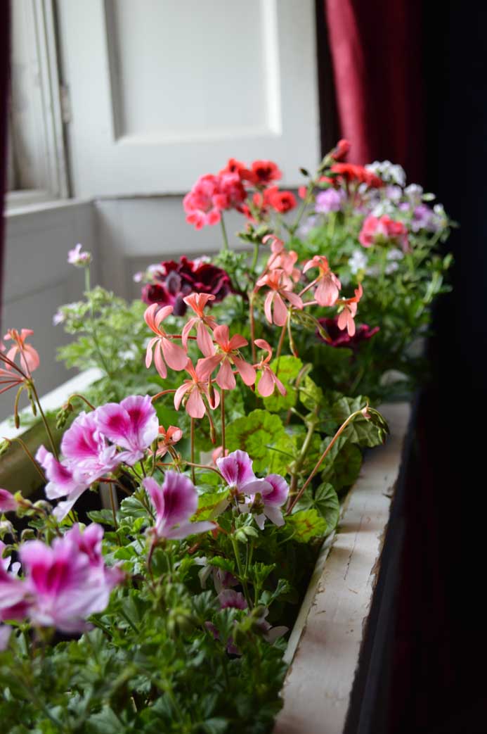 Pelargoniums stourhead