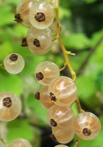 whitecurrants 6
