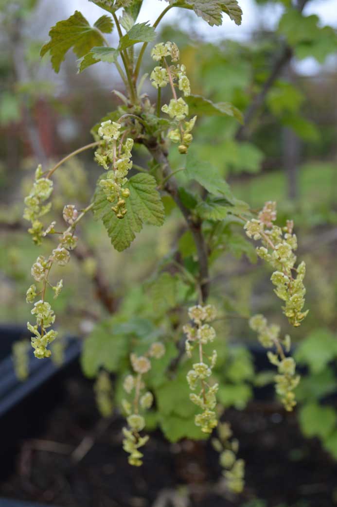 whitecurrants2
