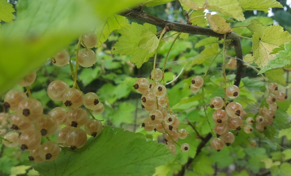 whitecurrants4jpg