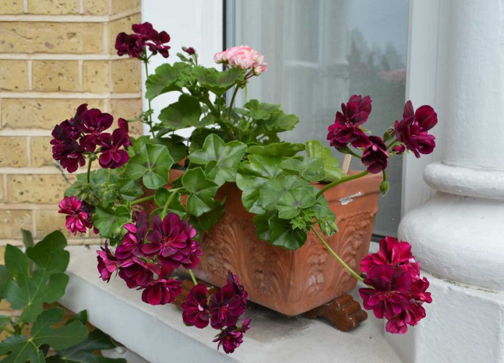 window box