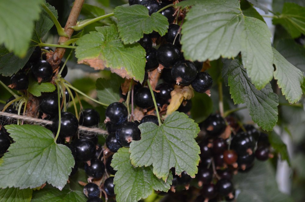 blackcurrants-2