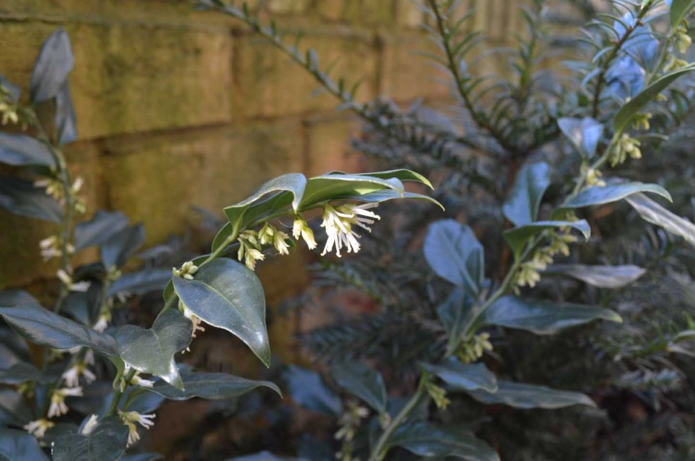 sarcococca-1