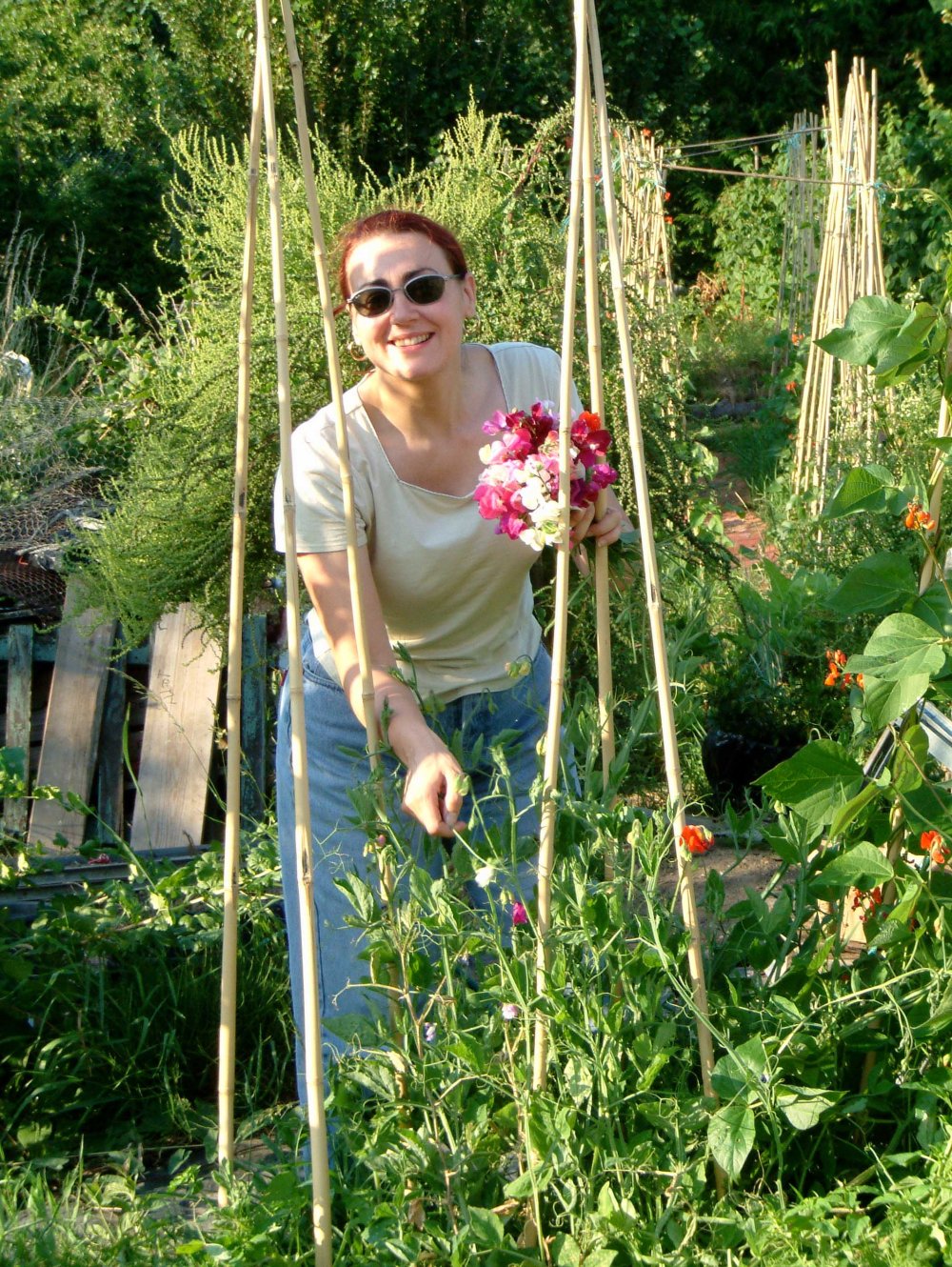 back-in-the-days-when-i-could-grow-sweet-peas
