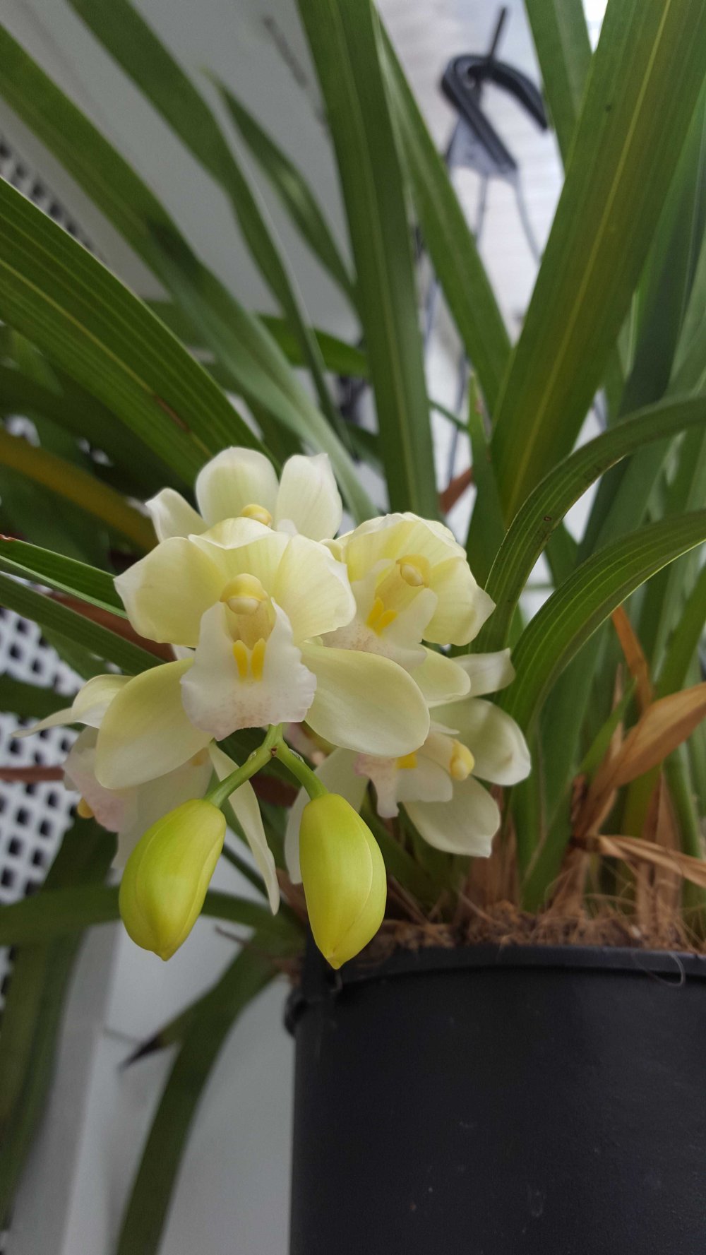 cymbidium-bloom