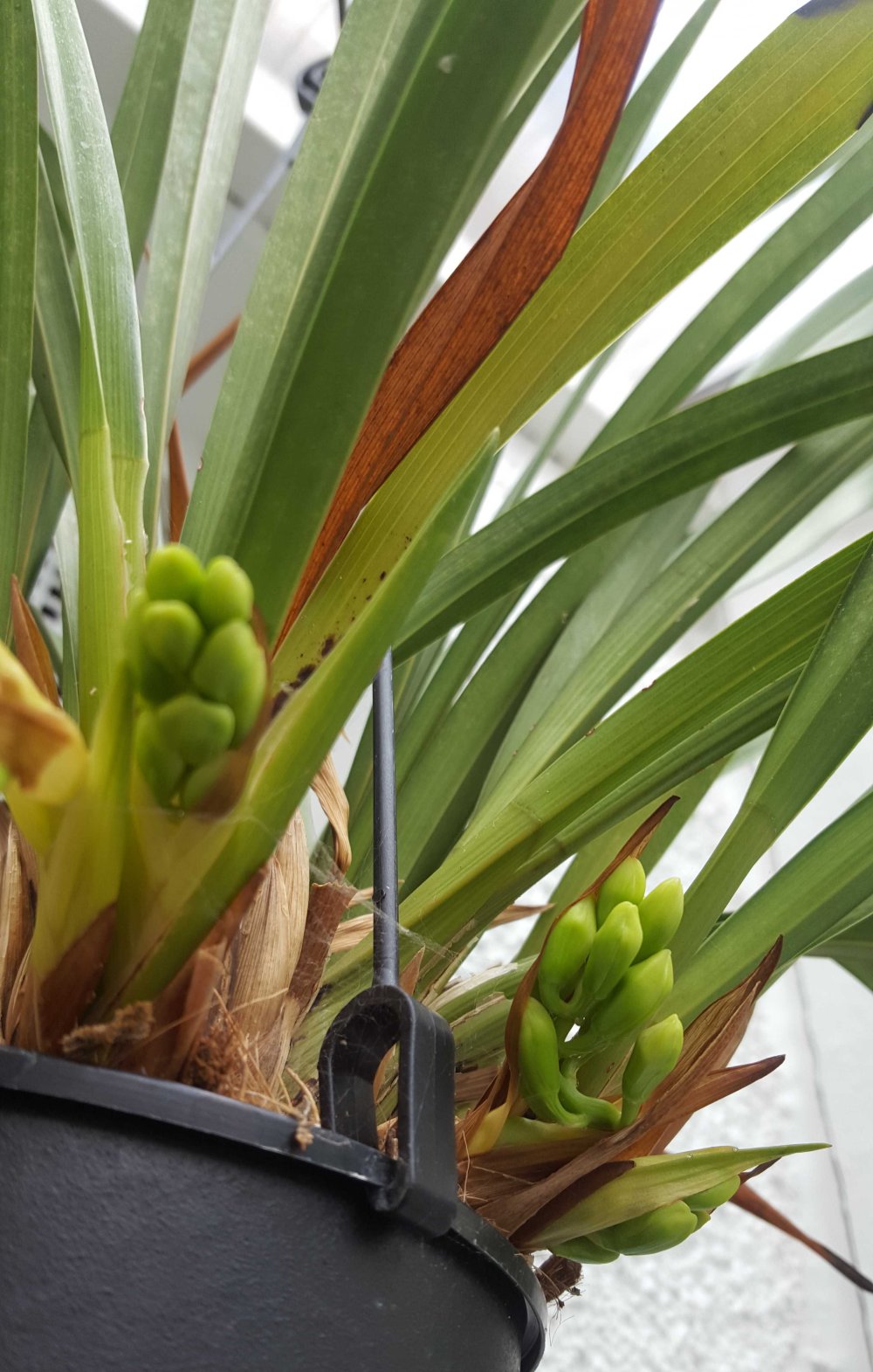 cymbidium-bud