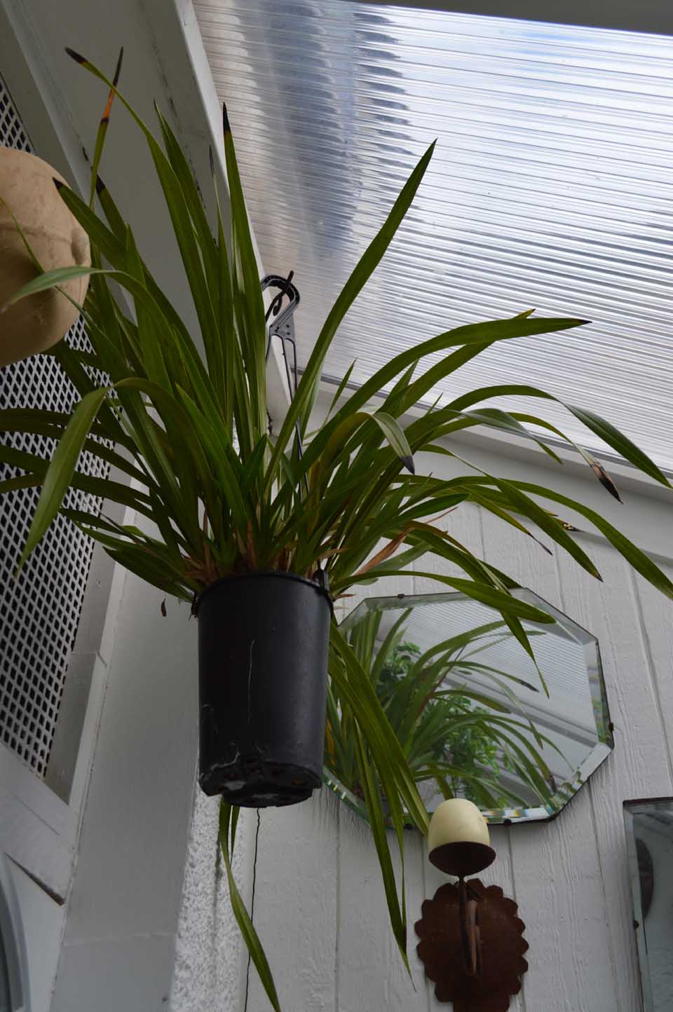 cymbidium