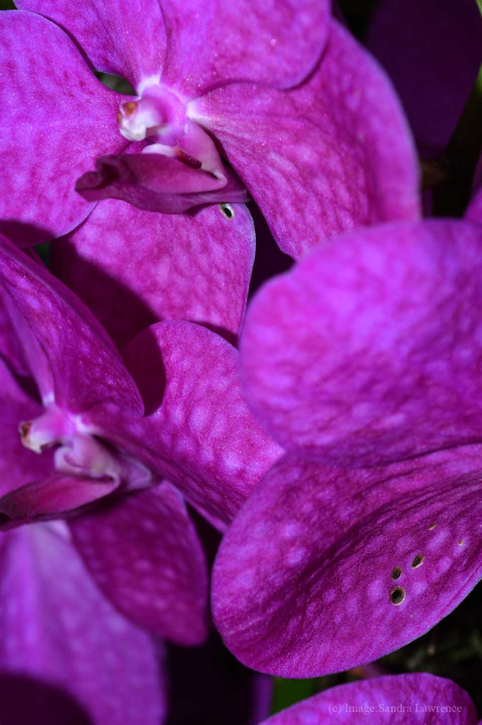 low-orchids-12
