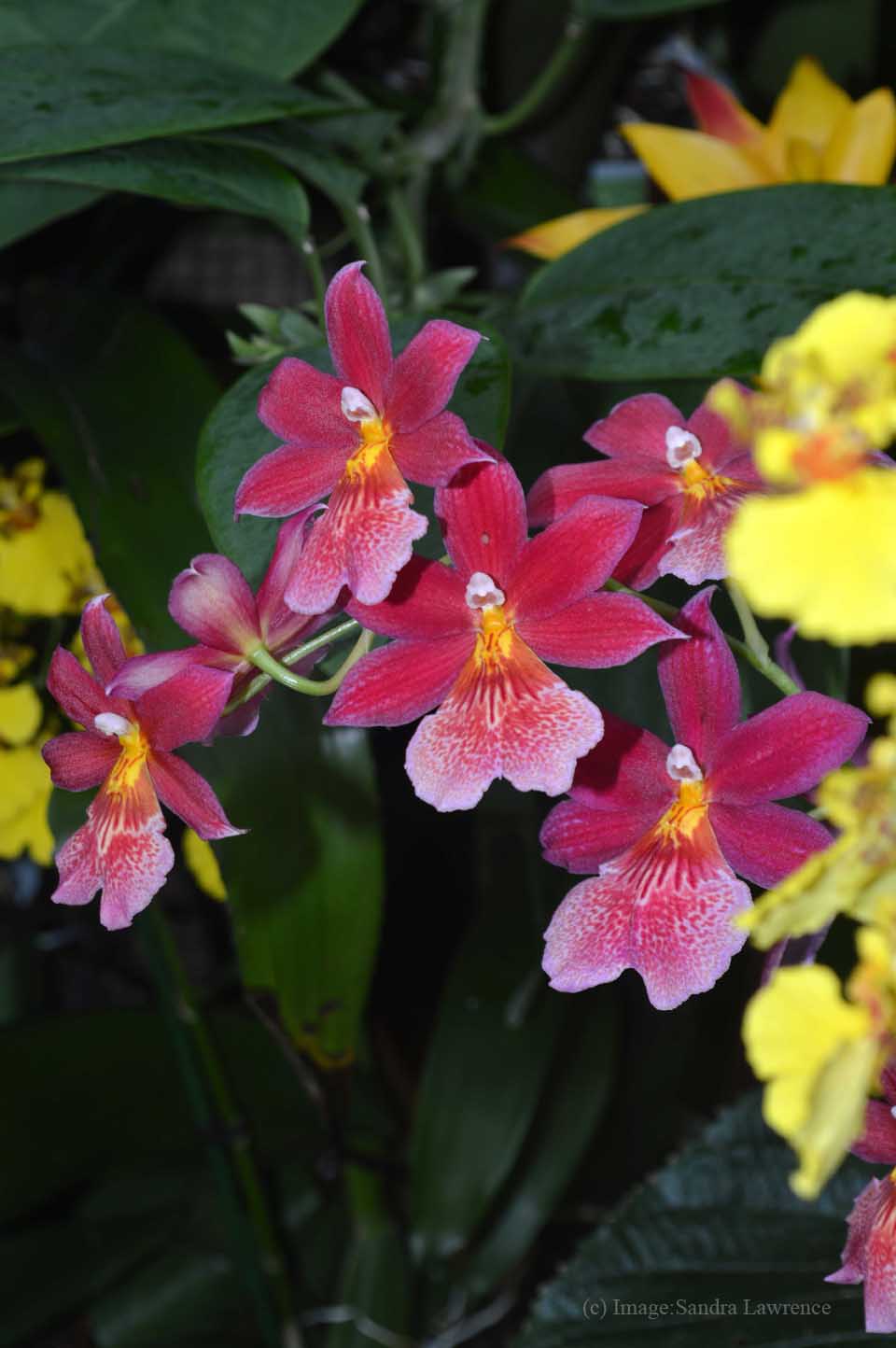 low-orchids-4