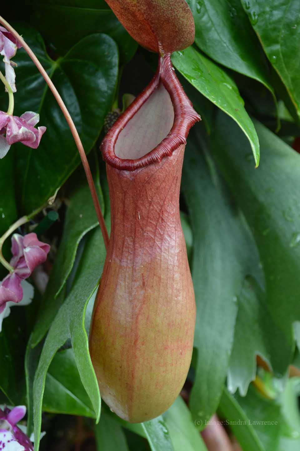 low-pitcher-plant