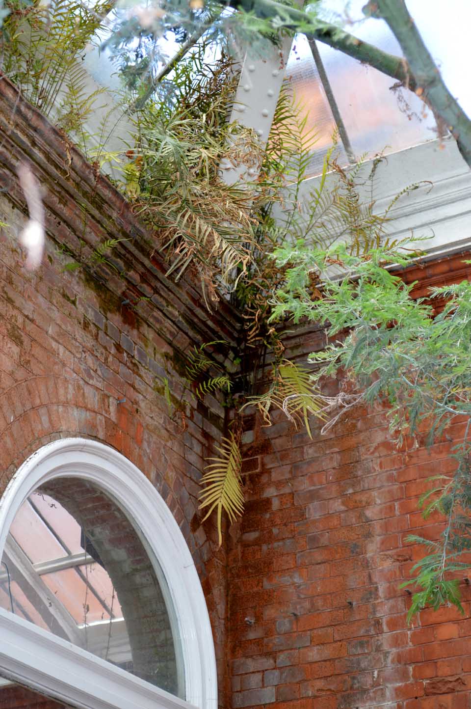 ow-avery-hill-winter-garden-still-endangered_sandra-lawrence