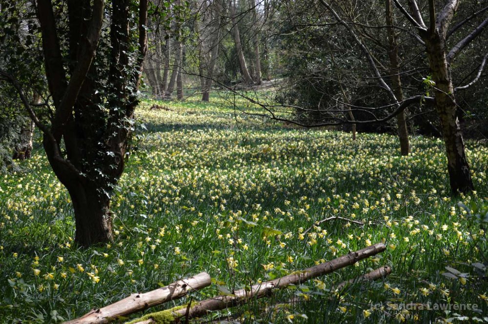 daff field 2