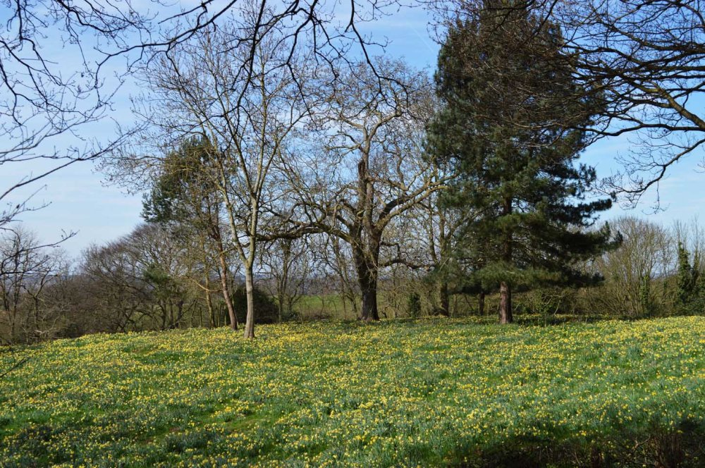 daff field