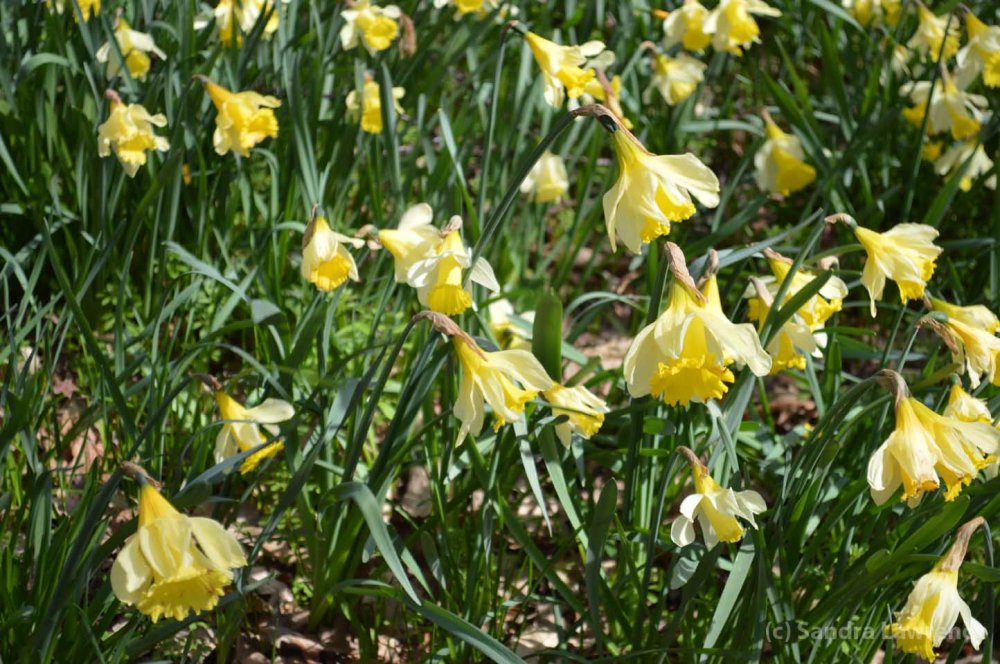 daffs 2