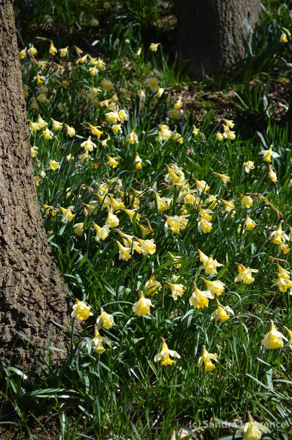 daffs 3