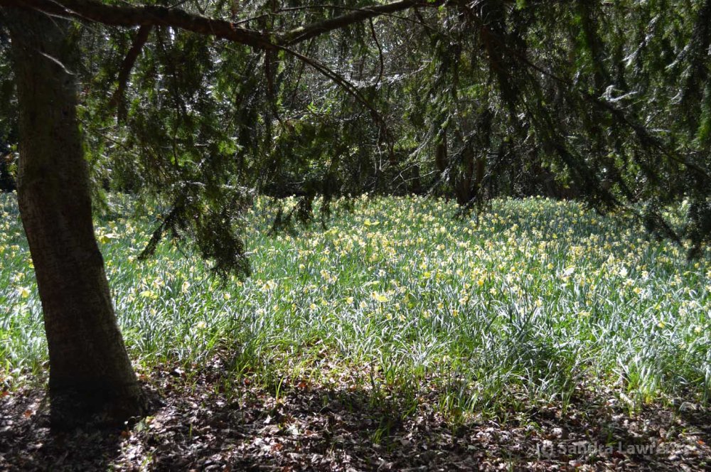 daffs under the conifer
