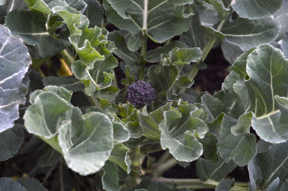 First purple sprouting broccoli