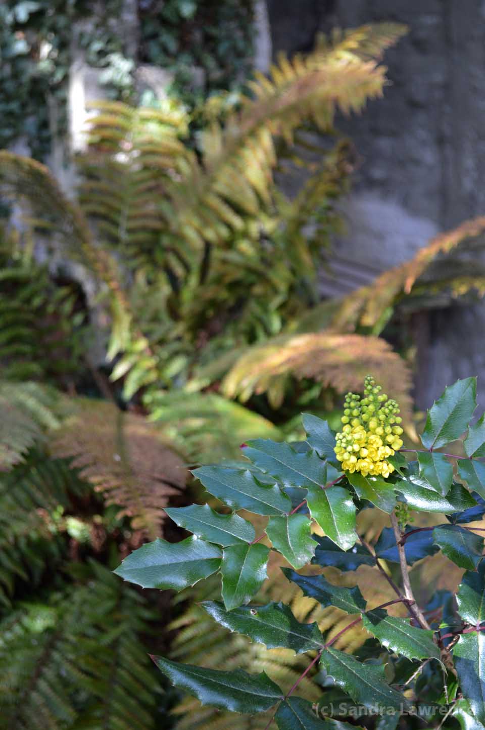 mahonia