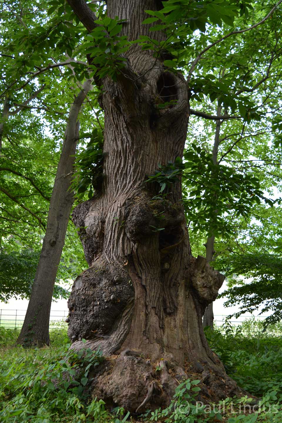 Painshill15_Paul Lindus