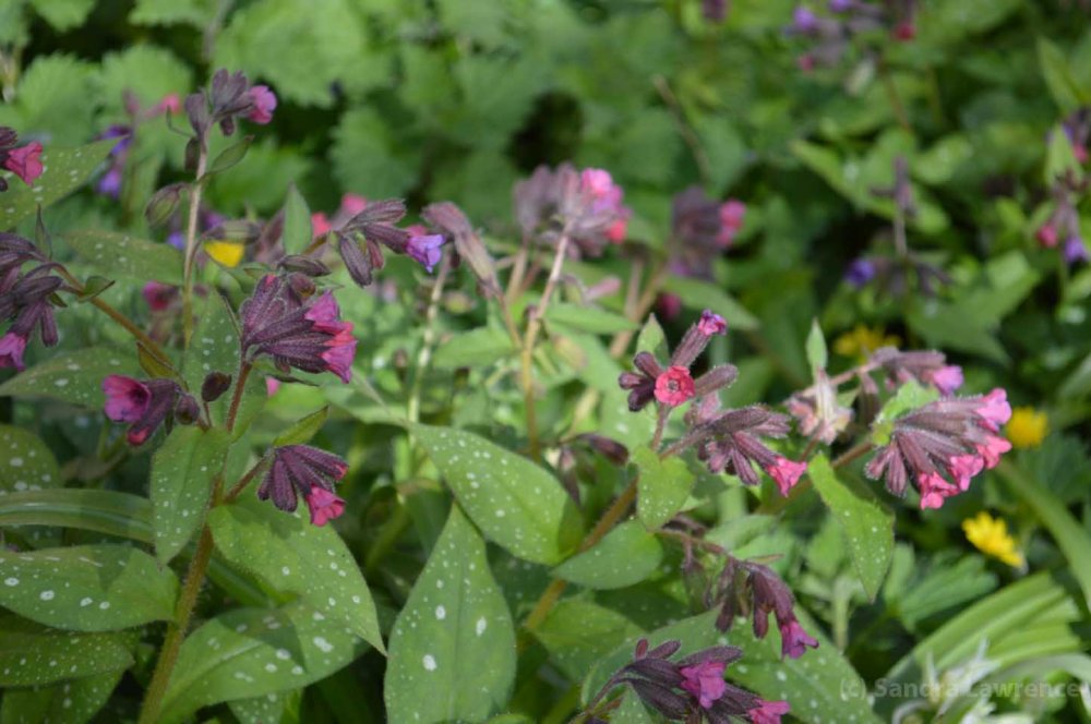 Pink Pulmonaria
