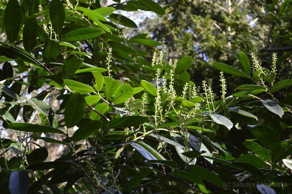 rhododendron buds