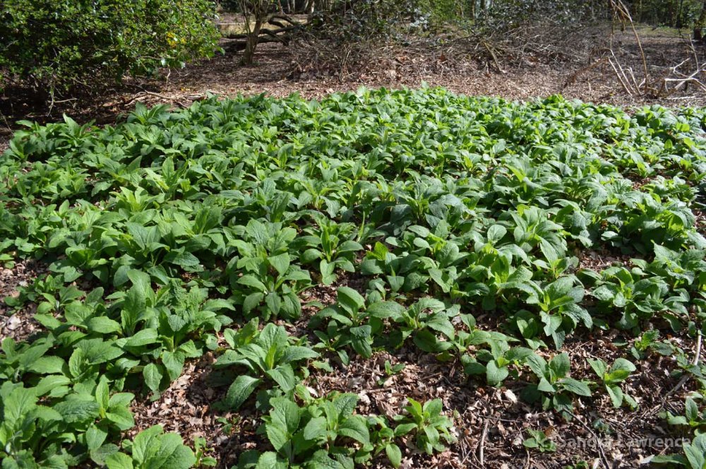 The foxgloves are coming