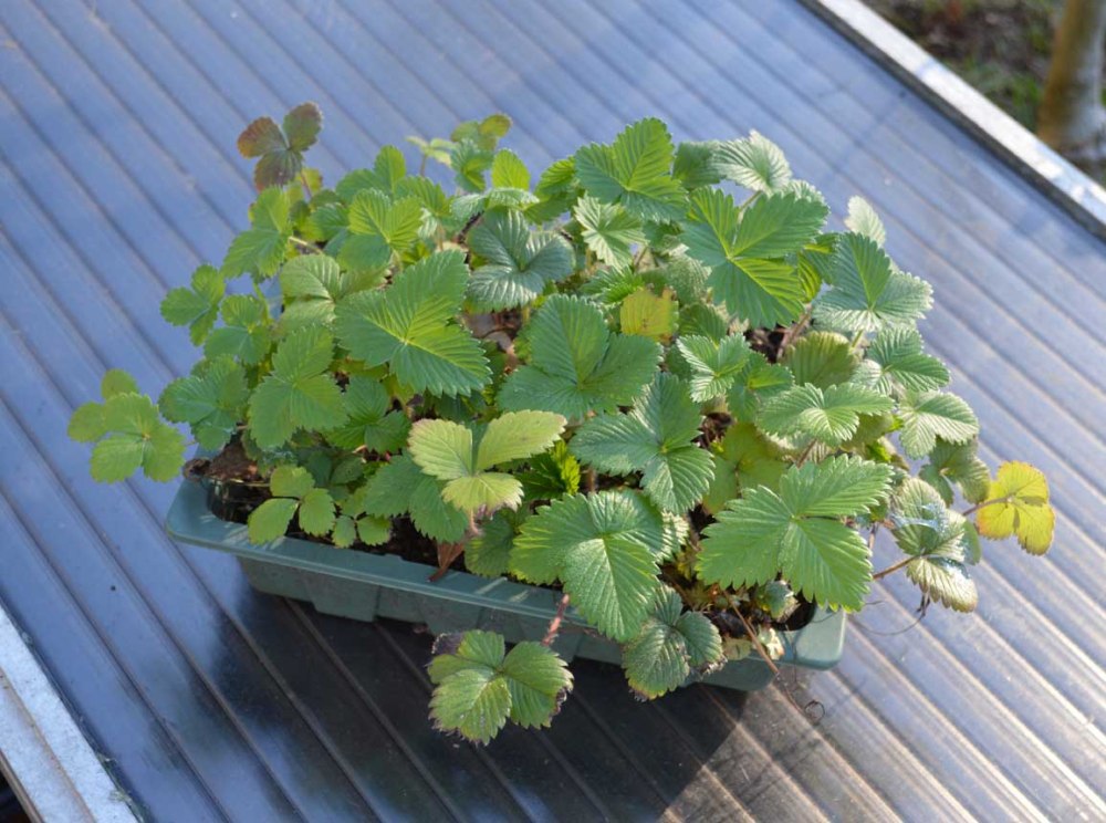 Wild strawberries2 2017